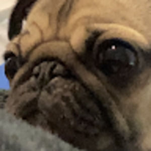 Meet your Posher, Daisy